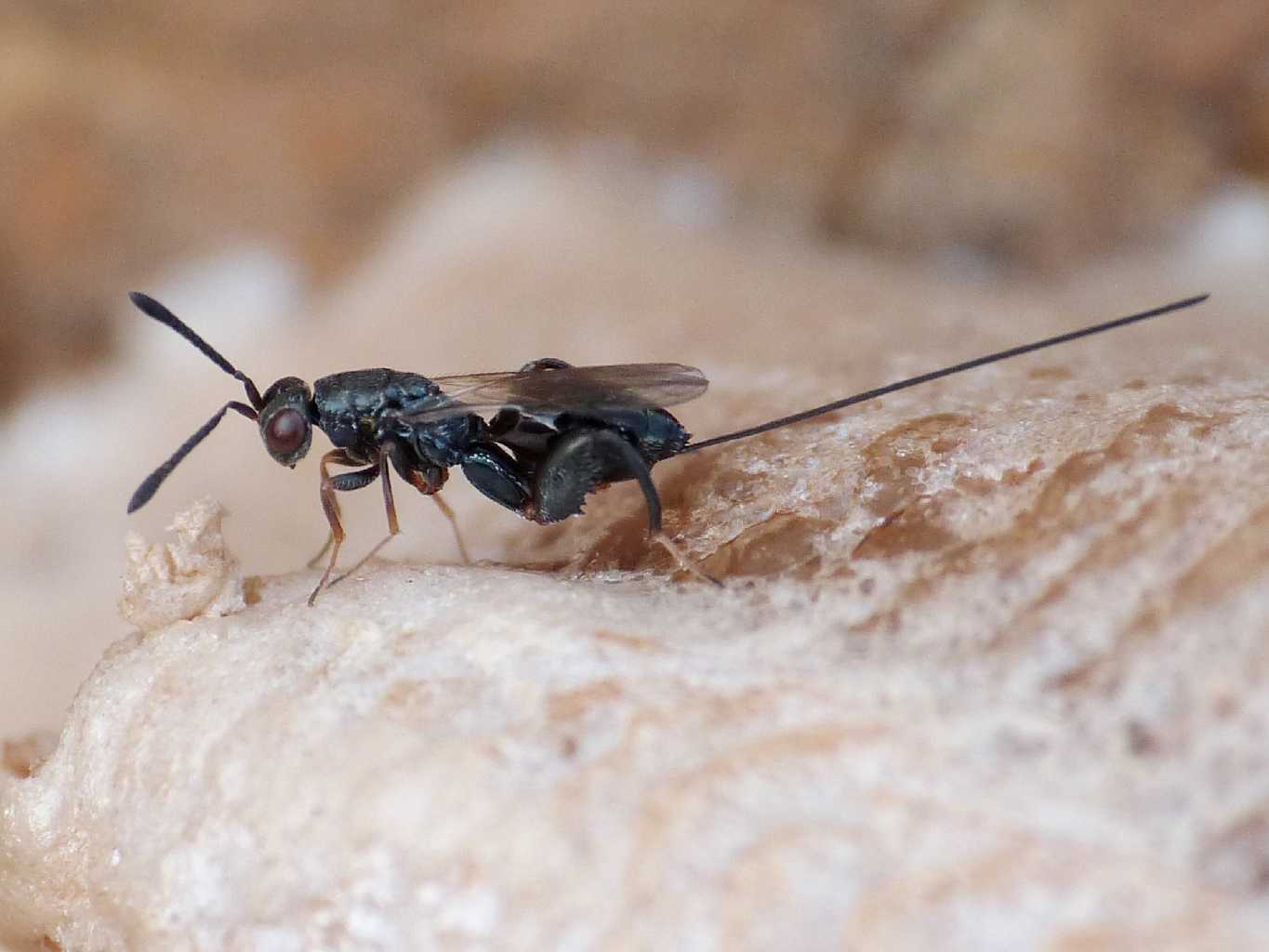 Saccheggio di un''ooteca di mantide: Podagrion sp. -Torymidae